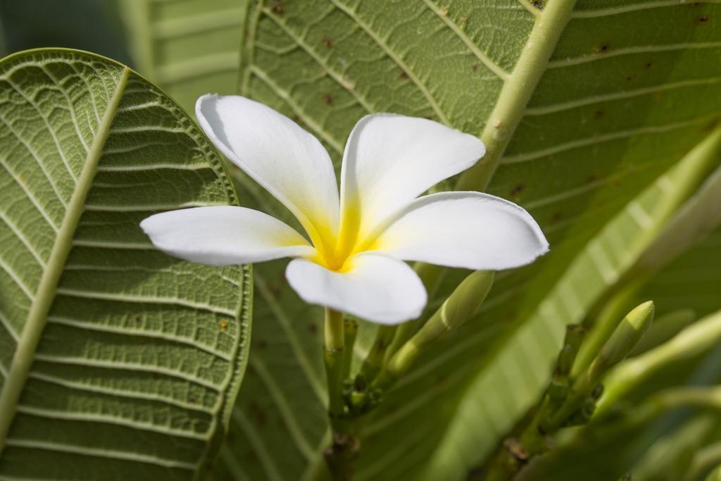 Fiji Gateway Hotel Nadi Eksteriør billede